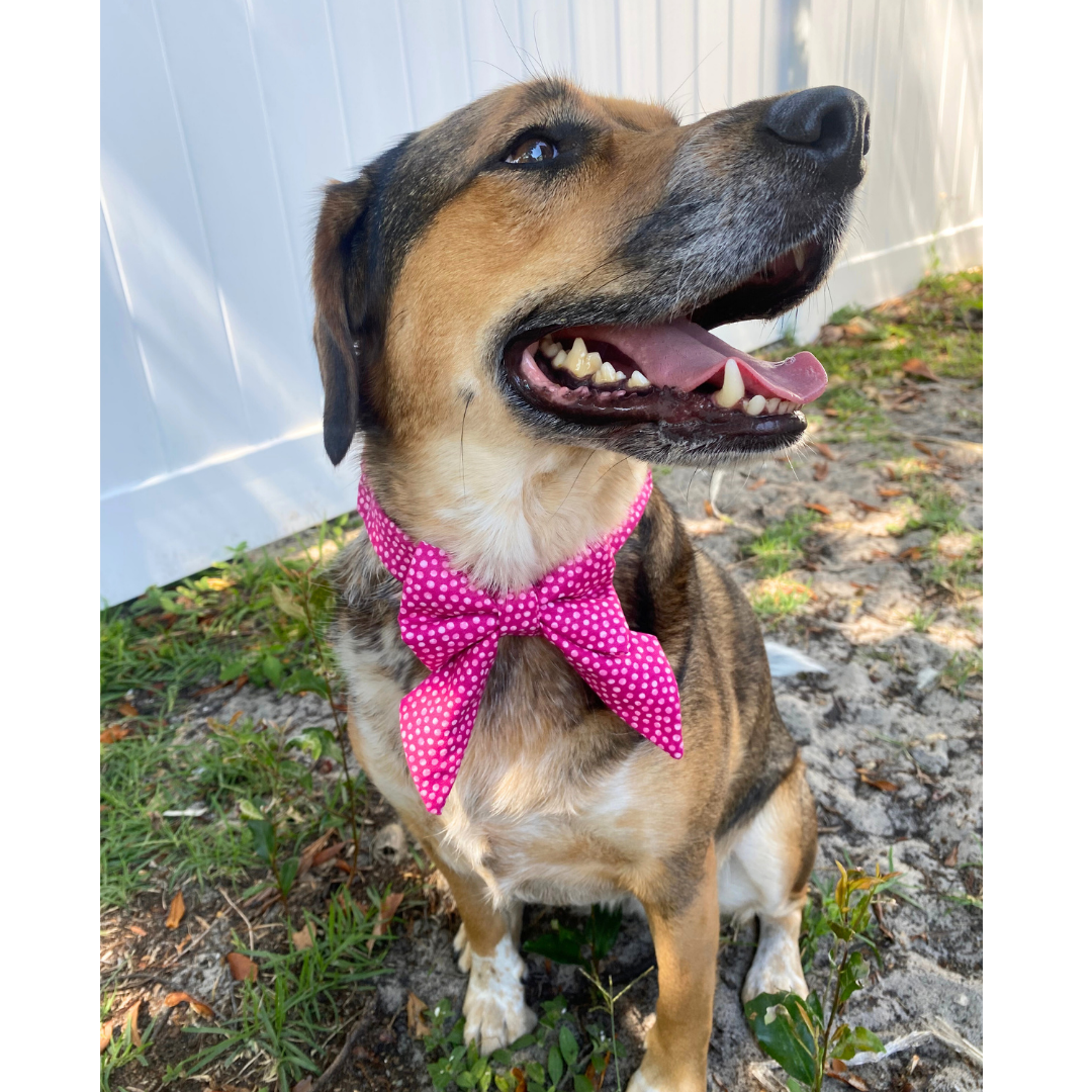 Hot Pink Dots Scrunchie Dog Bowtie