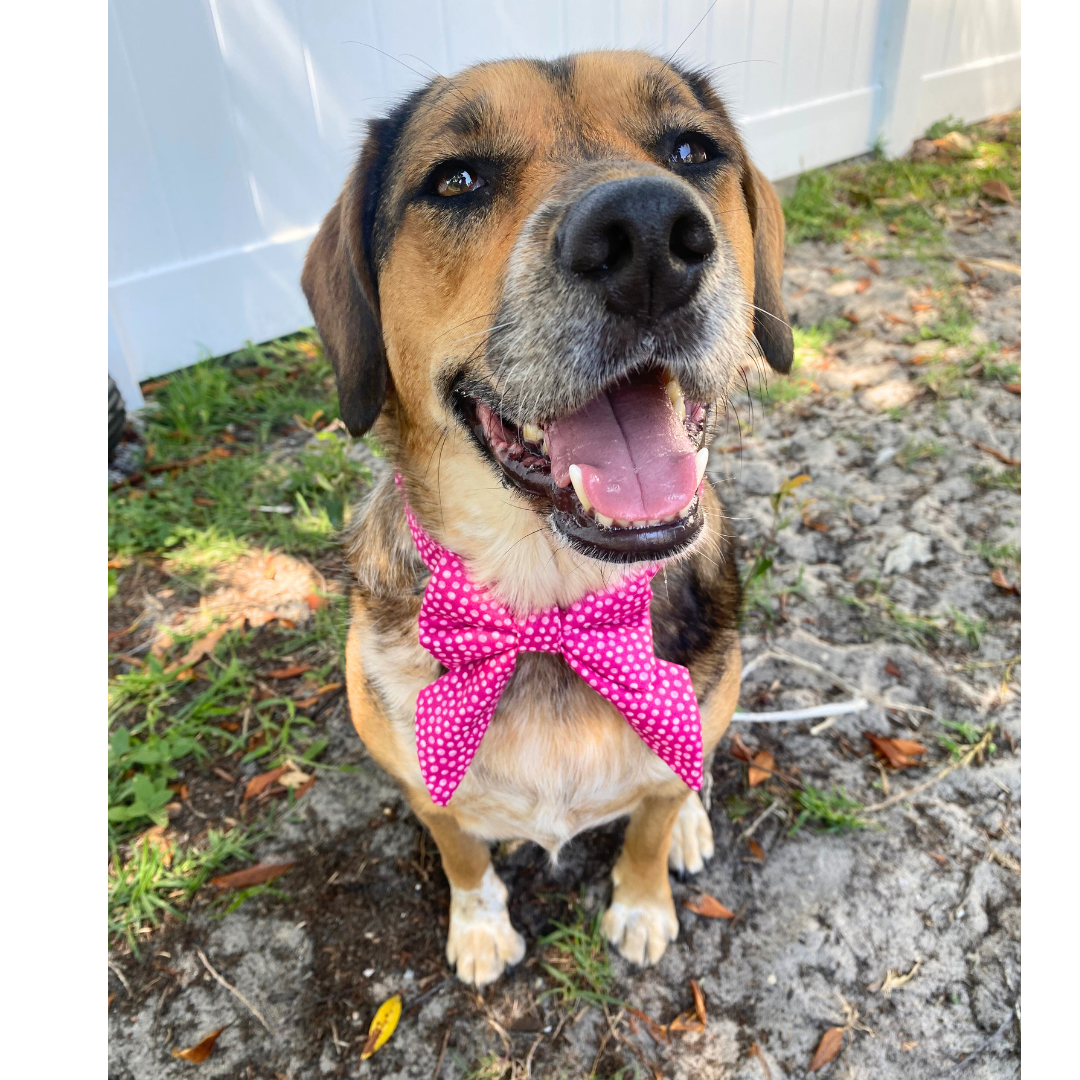 Hot Pink Dots Scrunchie Dog Bowtie