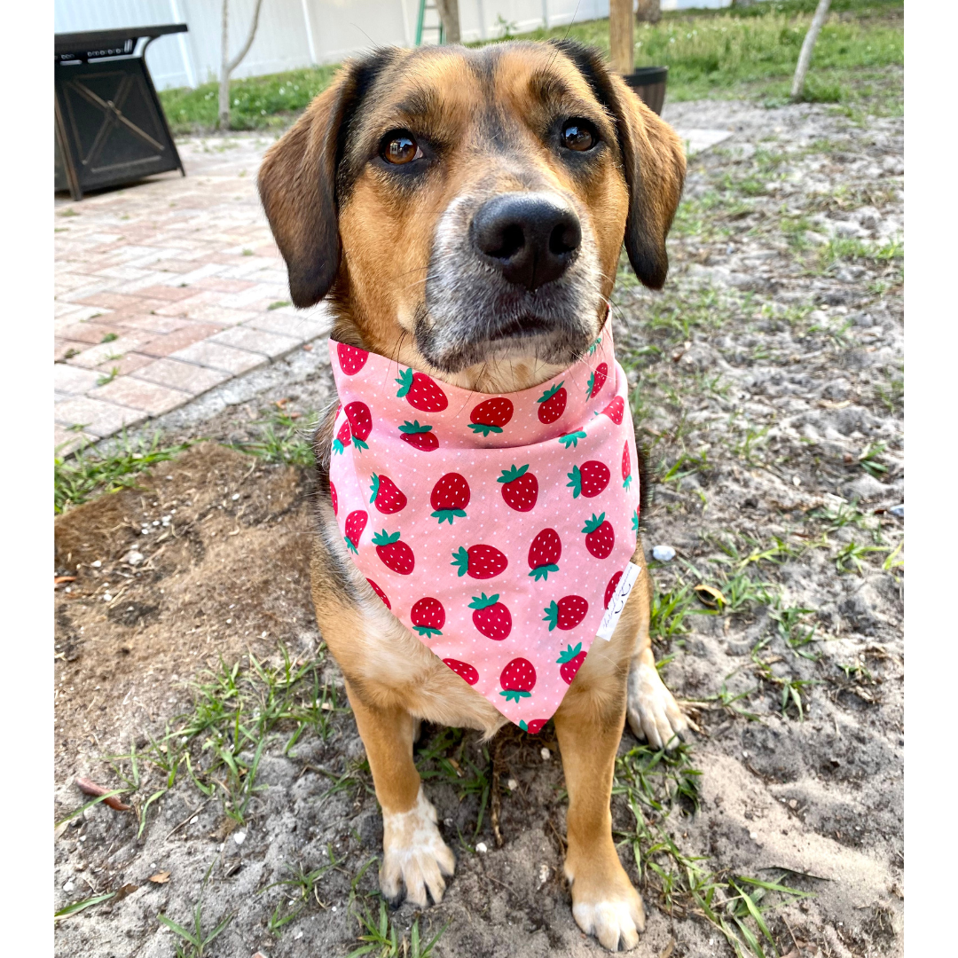 Strawberry Pickin' Dog Bandana