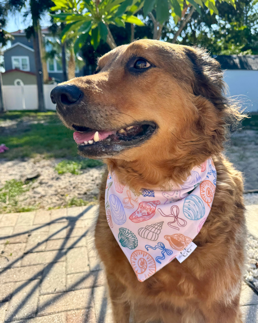 Shell Whisper Scrunchie Dog Swimdana