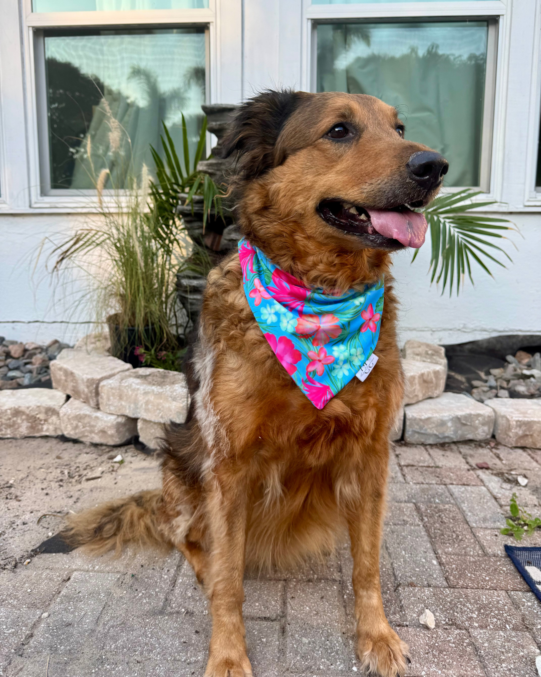 Hula Hound Scrunchie Dog Swimdana