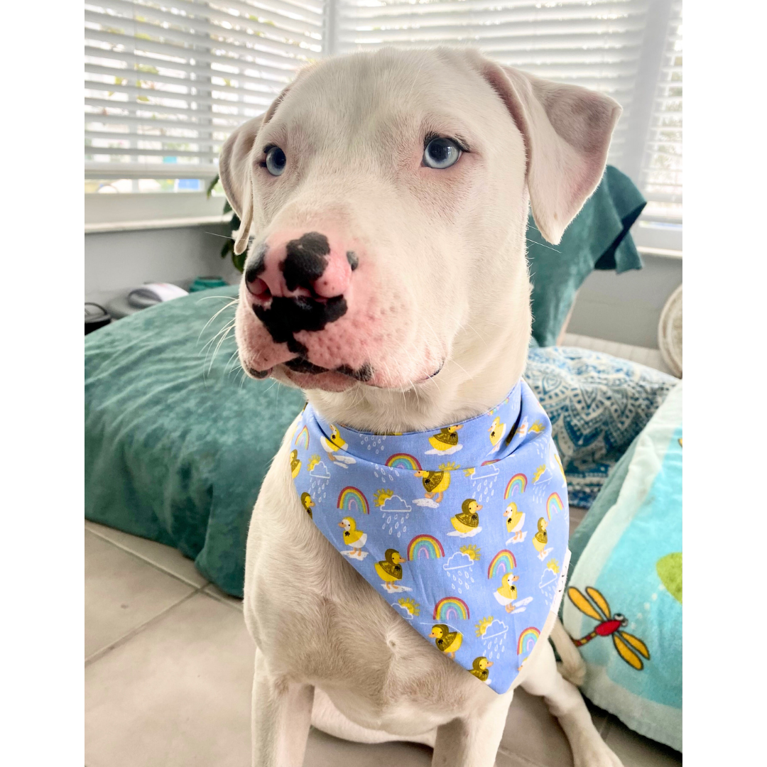 Puddle Jumpin' Dog Bandana