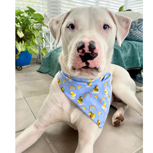 Puddle Jumpin' Dog Bandana
