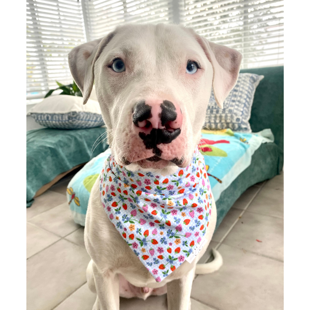 Berry Cute Dog Bandana
