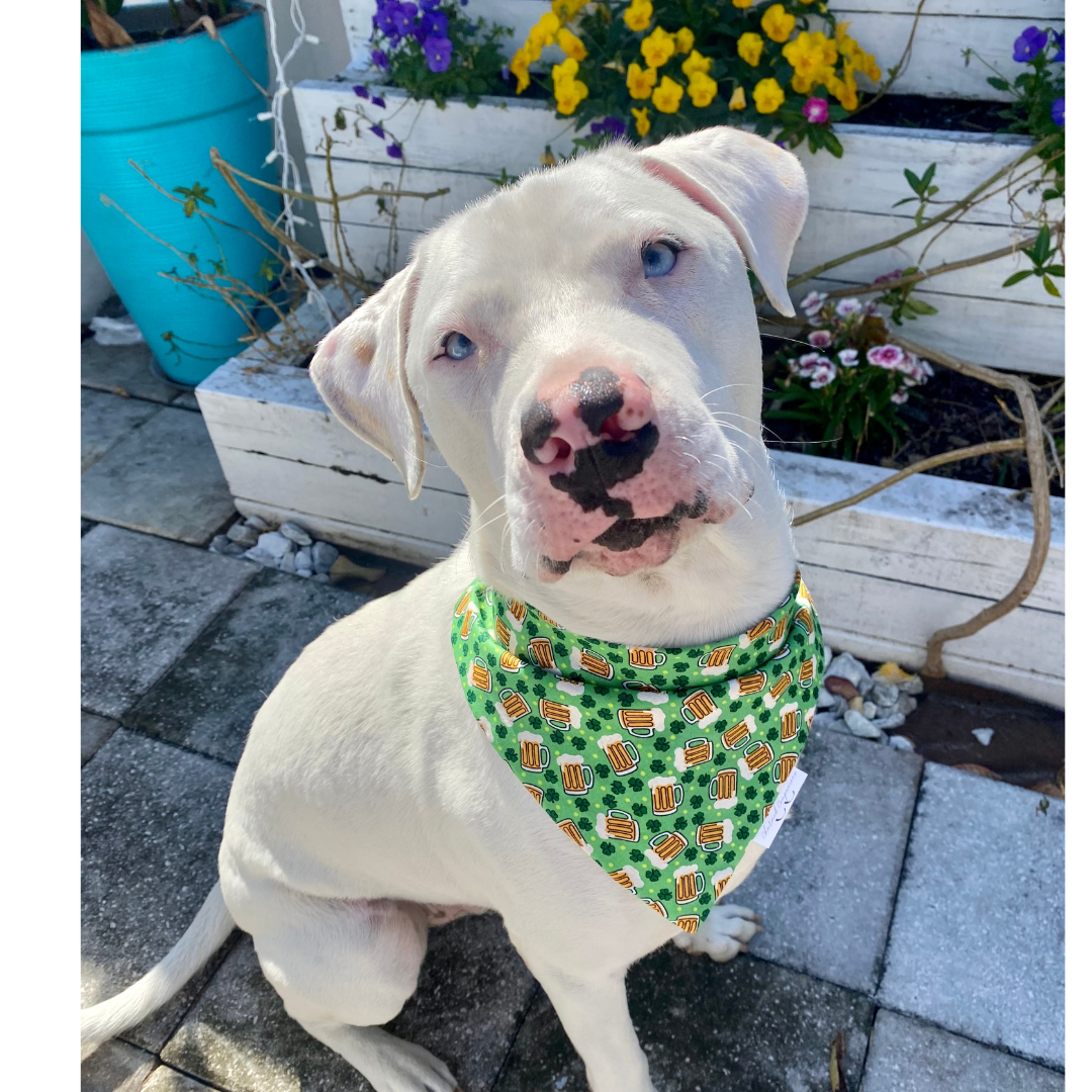 Beer Me Dog Bandana