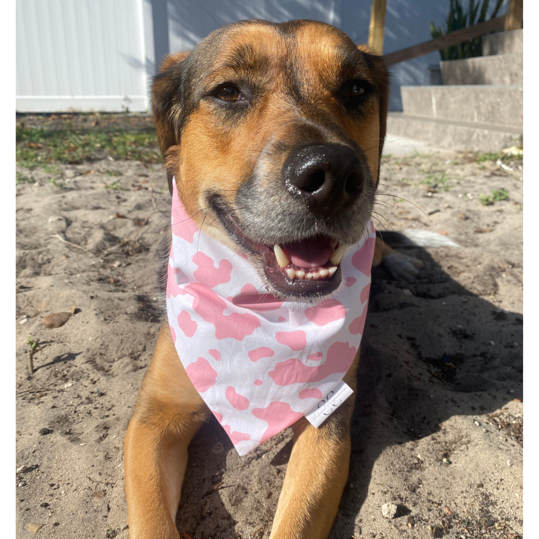 Pink Sparkle Cow Dog Bandana
