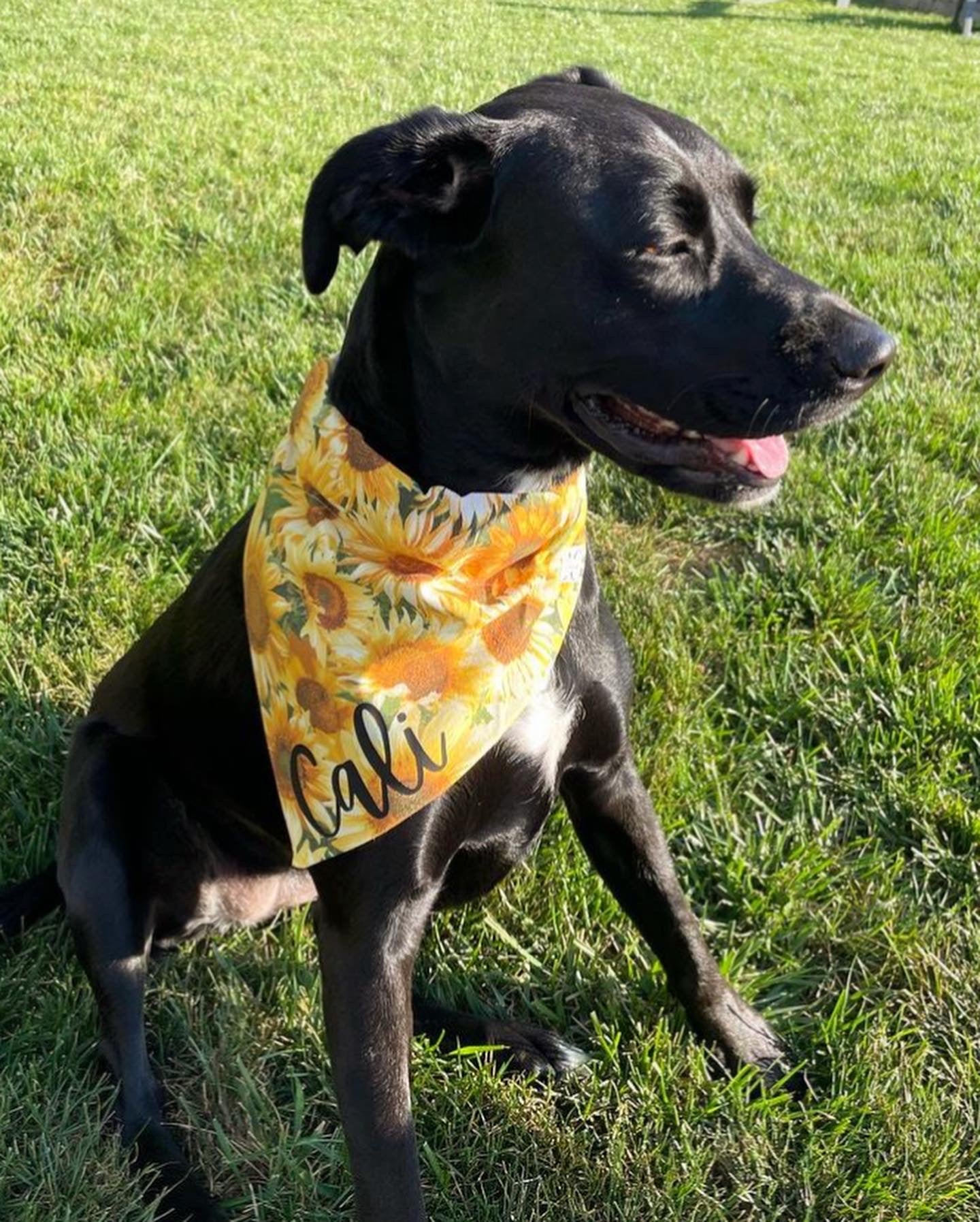 Sunny Days Bandana