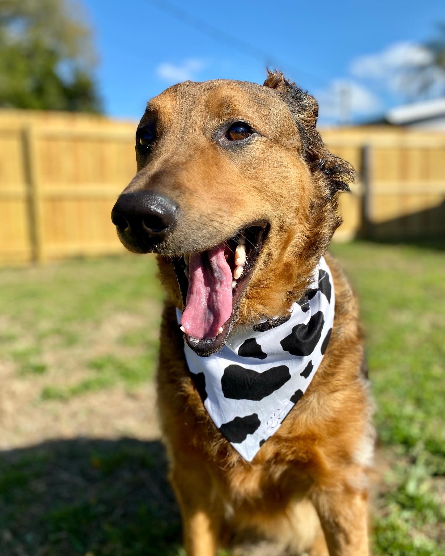 Moo Dog Bandana