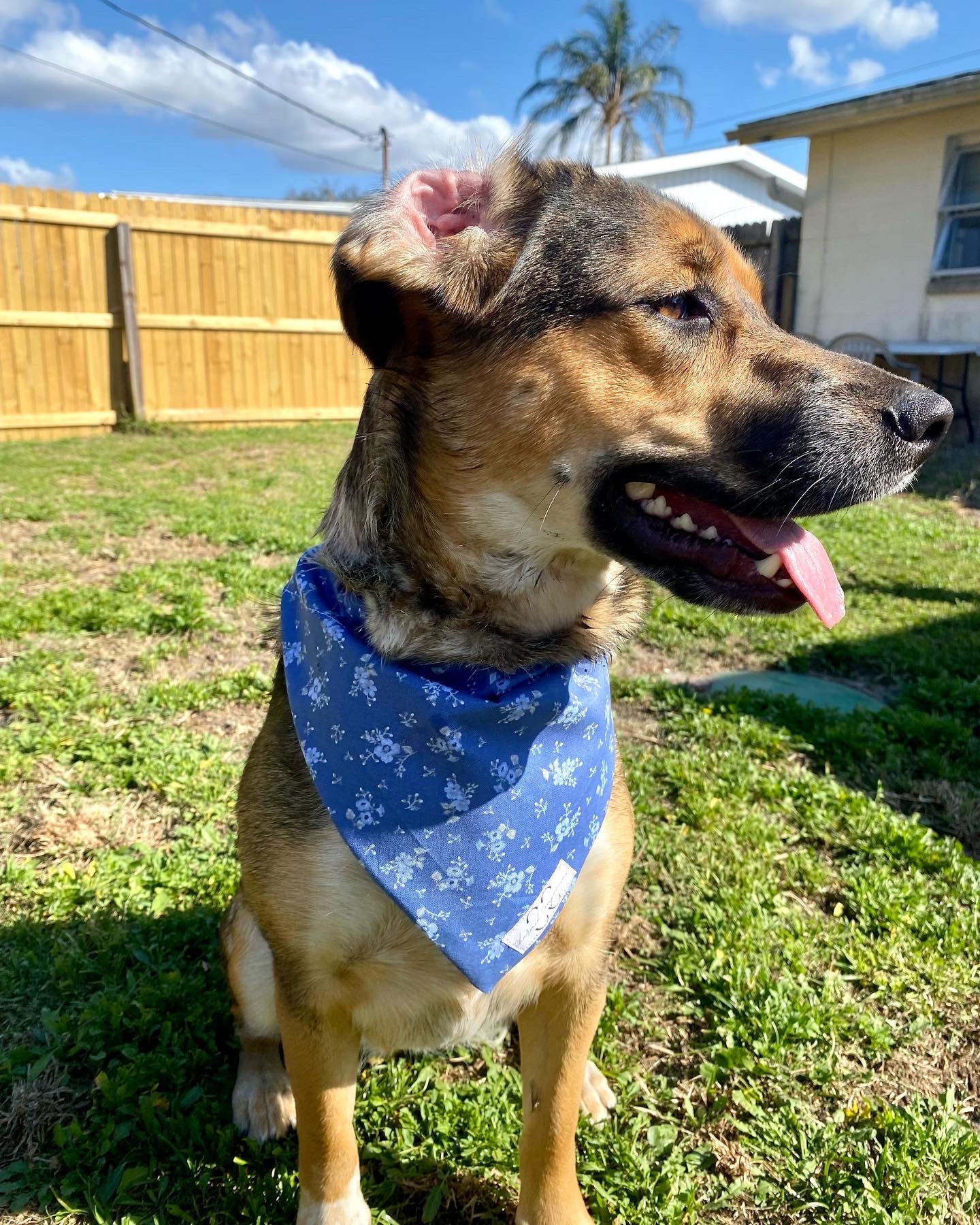 Blues Bandana