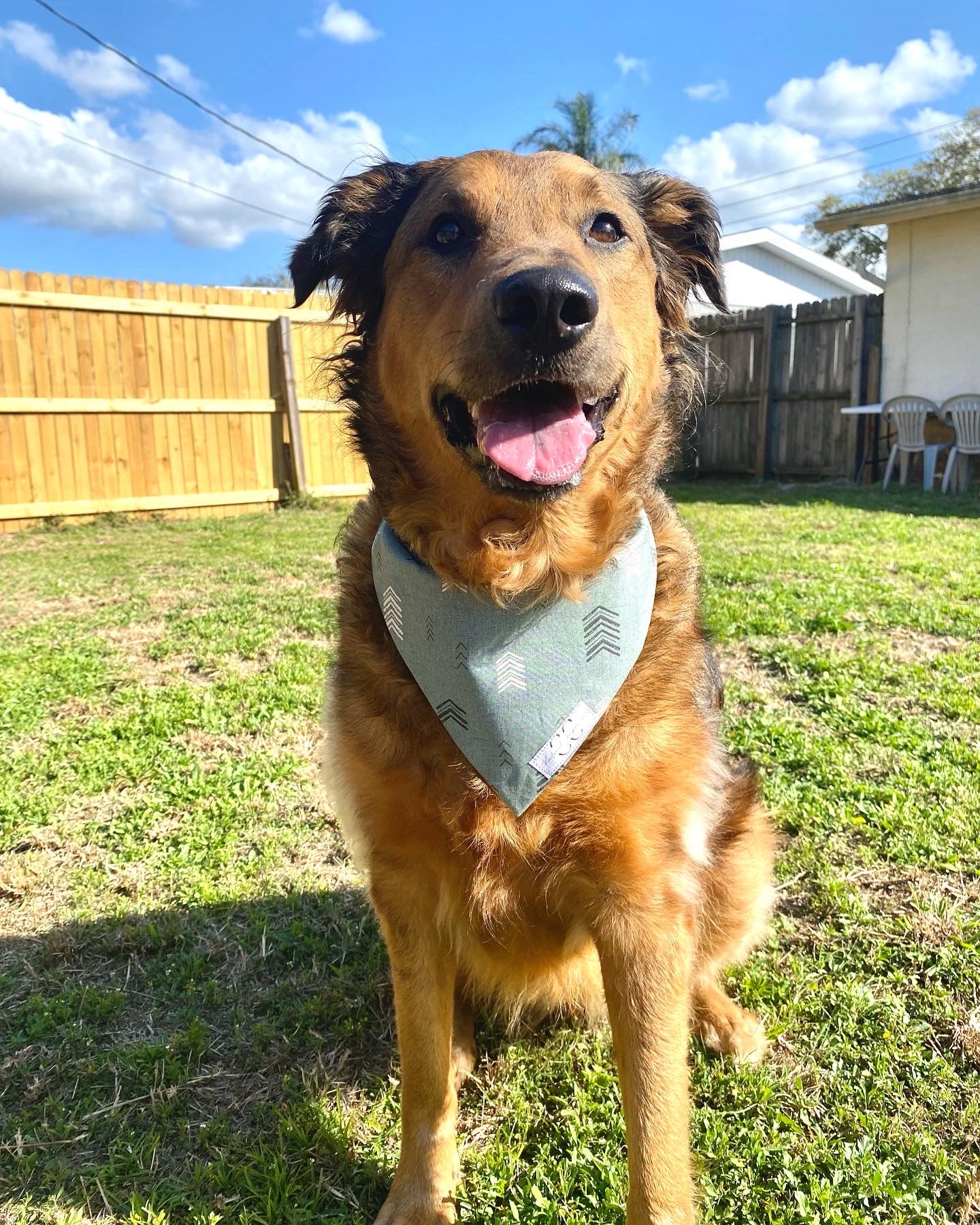 Green Arrow Dog Bandana