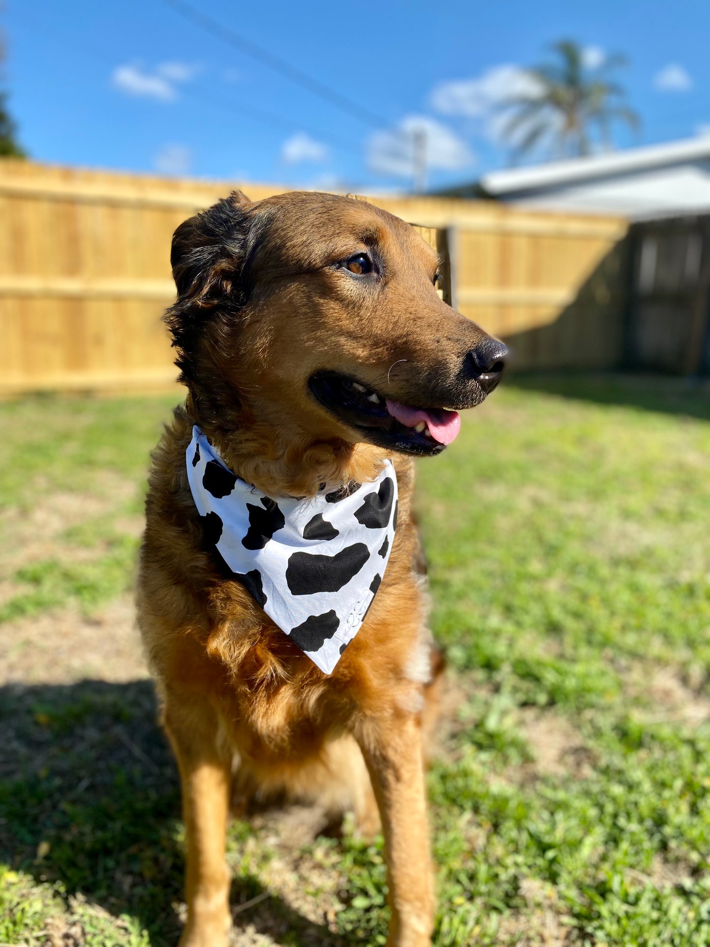Moo Dog Bandana