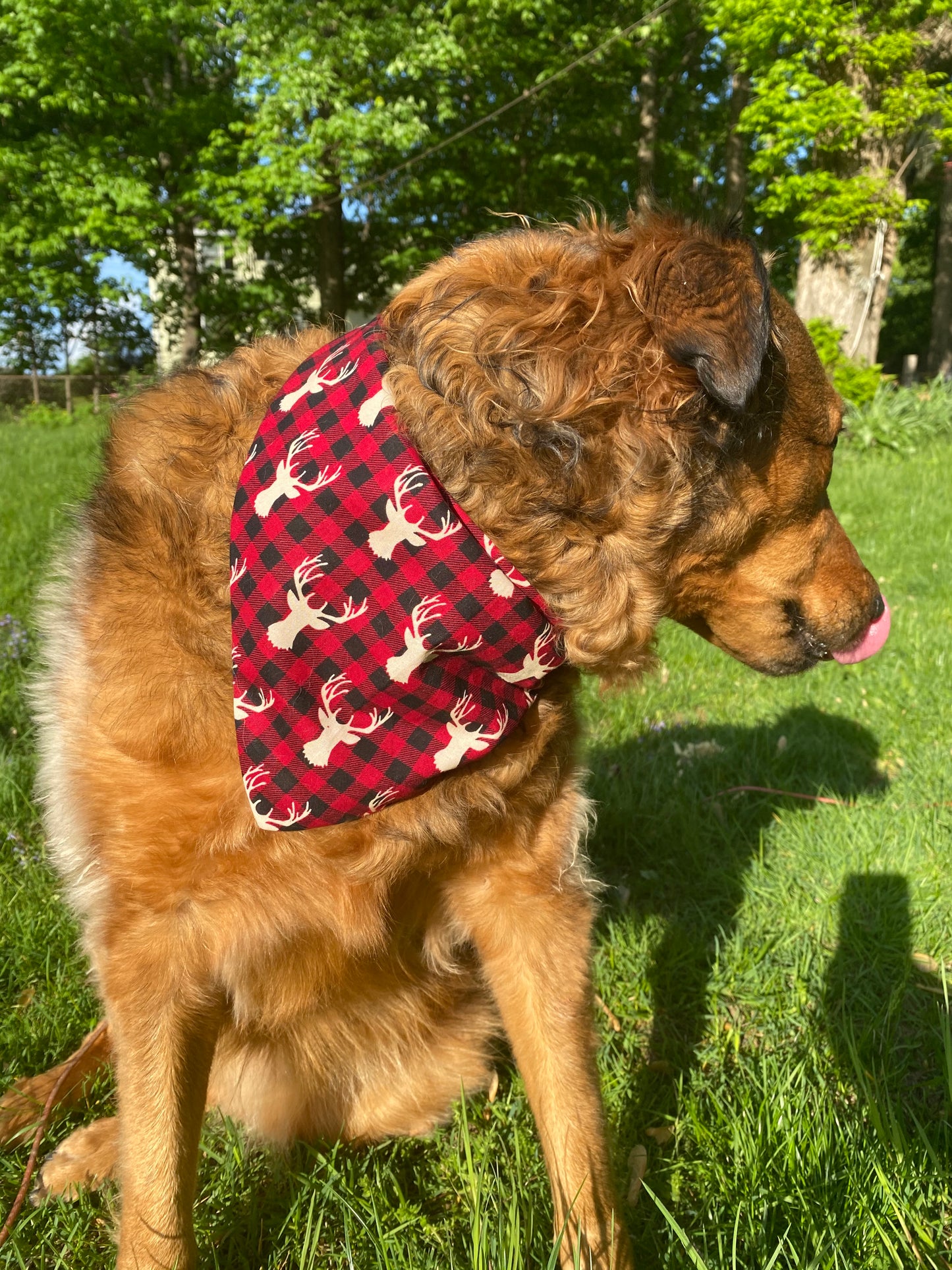 Buckin Bandana