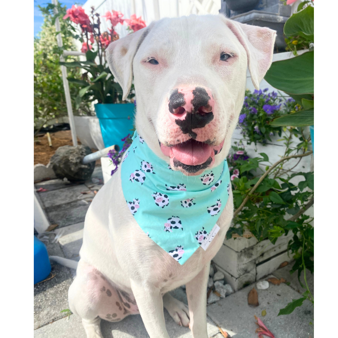 Mini Moos Scrunchie Dog Bandana