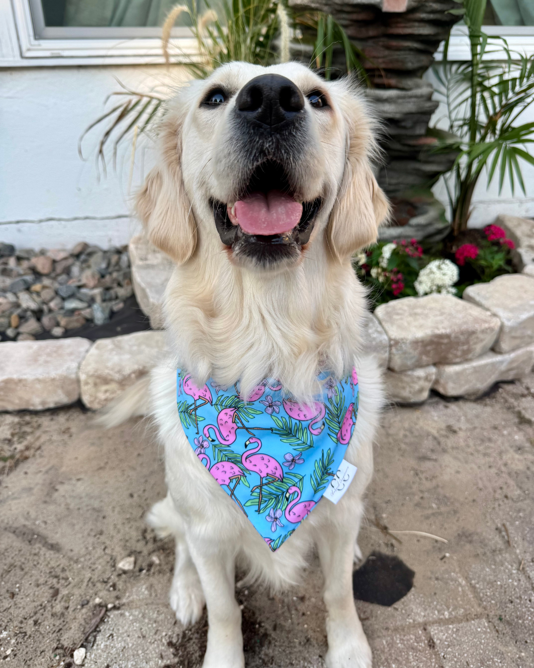 Sun-kissed Flamingo Scrunchie Dog Swimdana