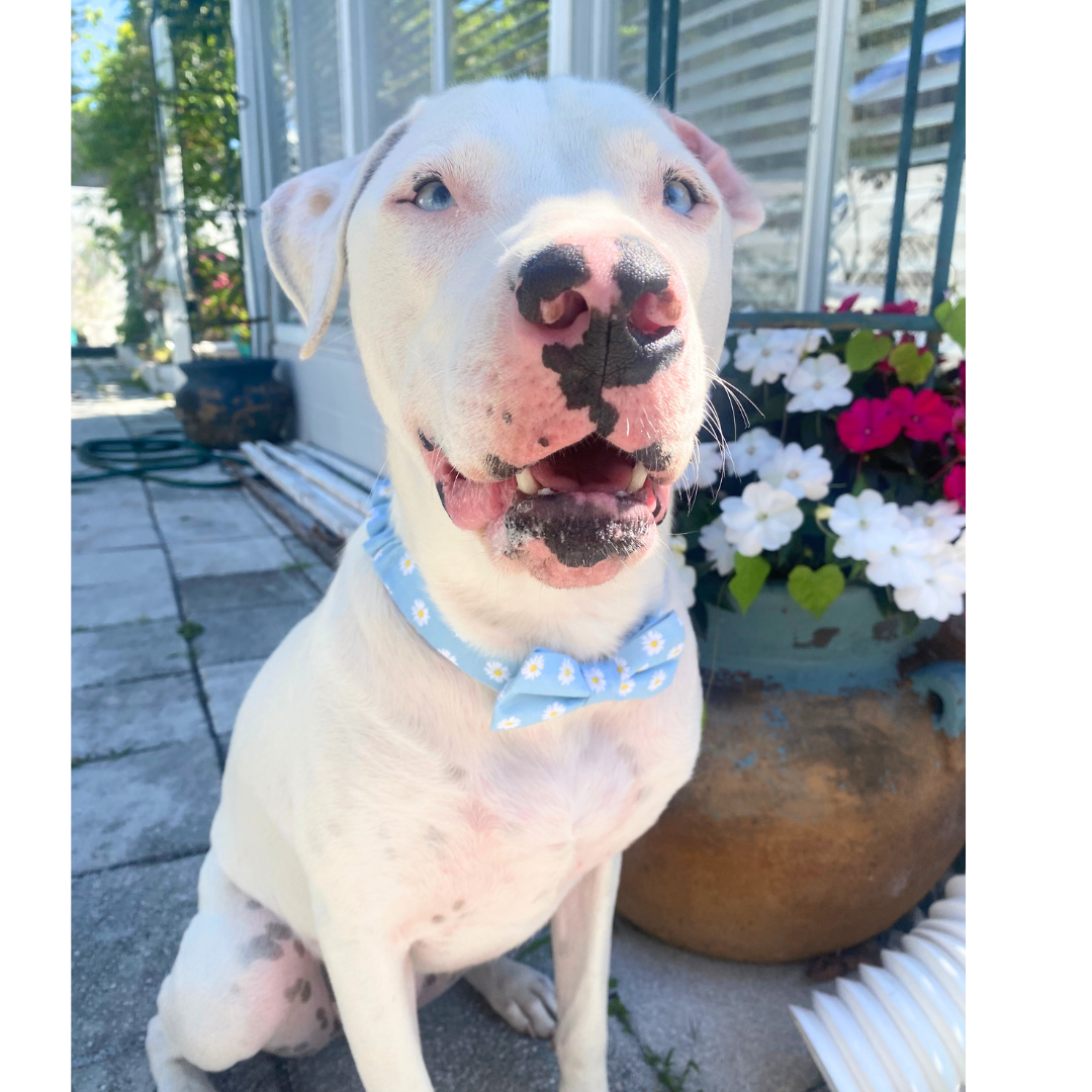 Blue Daisy Scrunchie Dog Bowtie