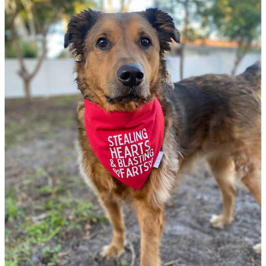 Stealing Hearts and Blasting Farts Valentine's Dog Bandana