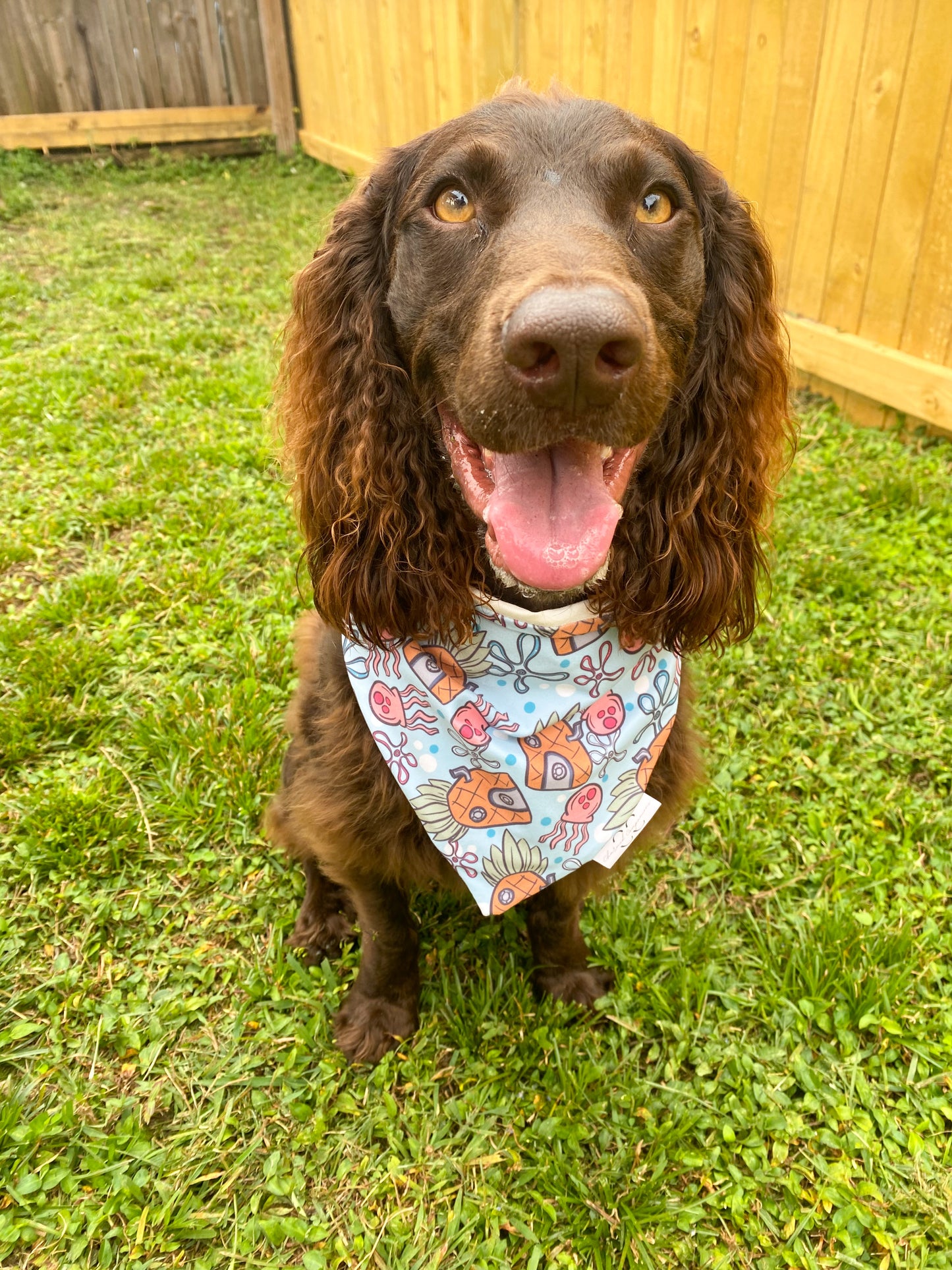 Who Lives in a Pineapple Dog Bandana